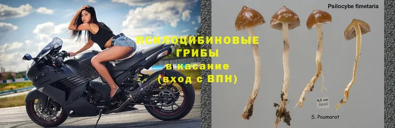 ссылка на мегу   наркотики  Жирновск  Псилоцибиновые грибы Psilocybe 